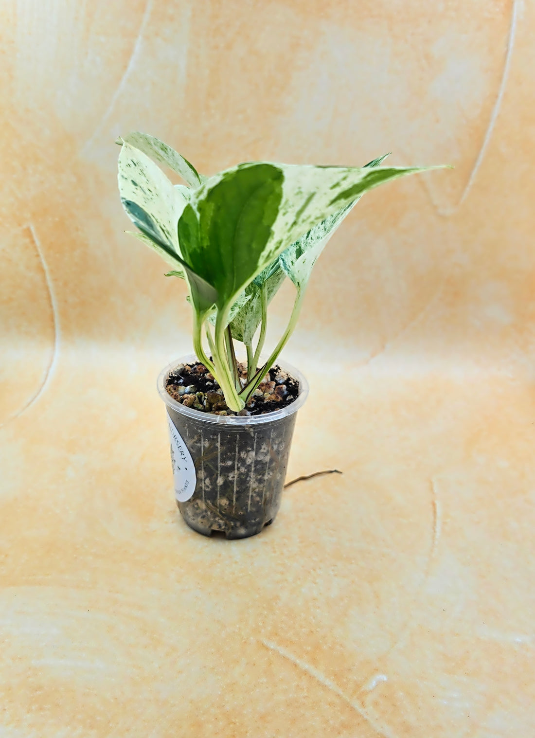 Epipremnum Aureum Pothos &
