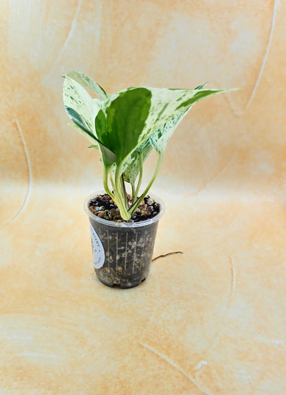 Epipremnum Aureum Pothos &