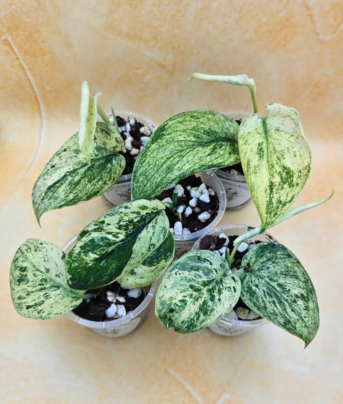 Rare Scindapsus &