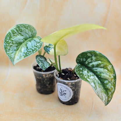 Very Rare Scindapsus Pictus Variegated Albo &