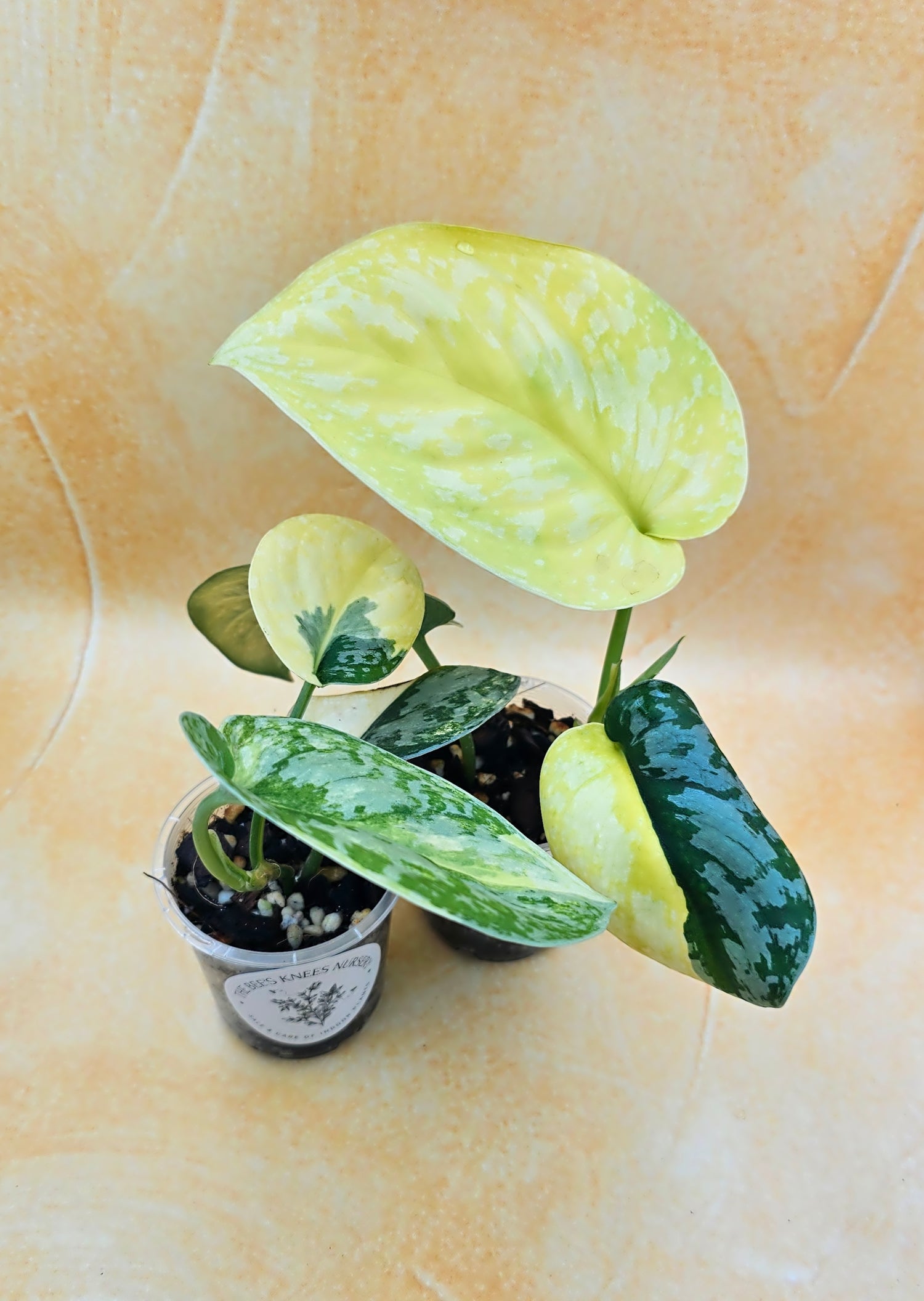 Very Rare Scindapsus Pictus Variegated Albo &