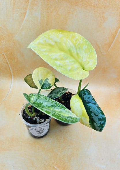 Very Rare Scindapsus Pictus Variegated Albo &