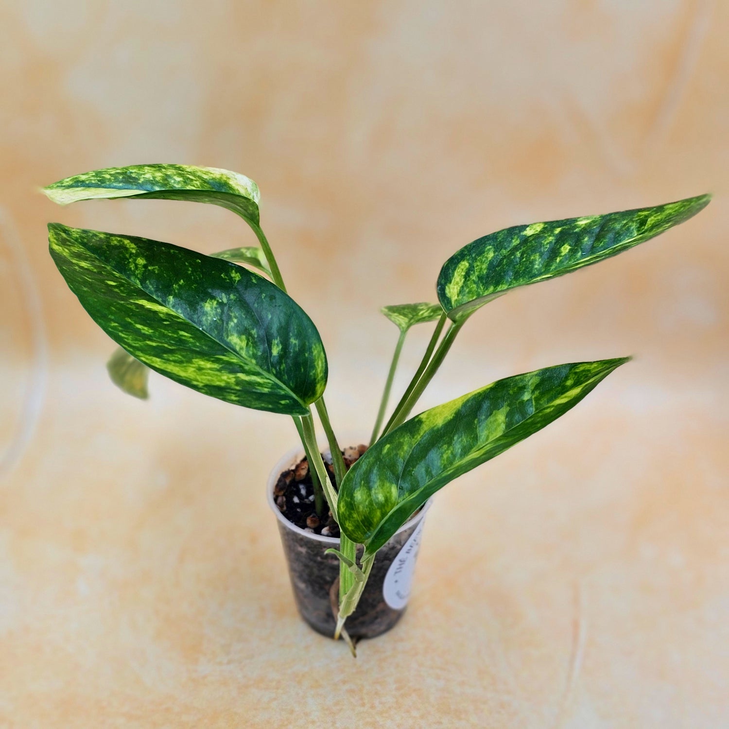 Rare Epipremnum Pinnatum Aurea Variegated - &