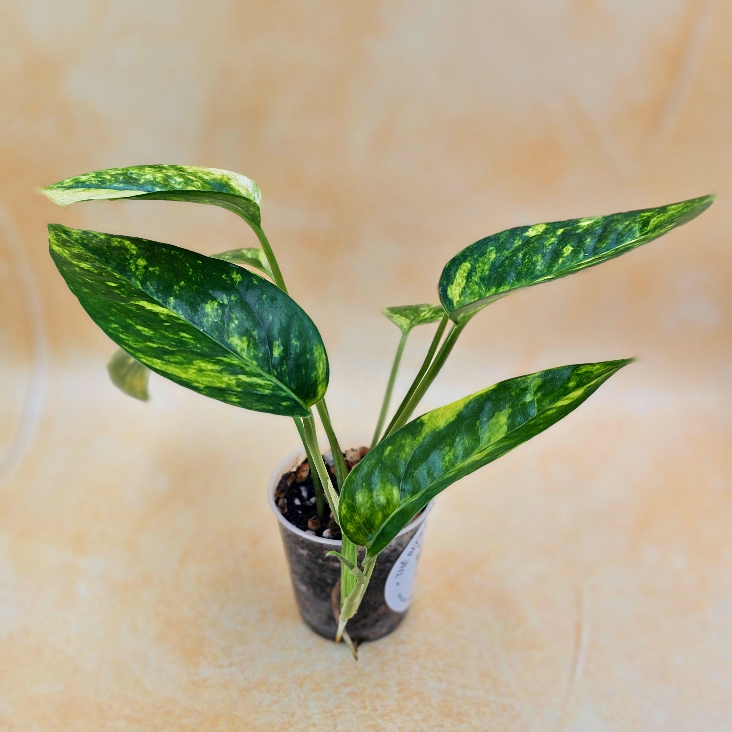 Rare Epipremnum Pinnatum Aurea Variegated - &