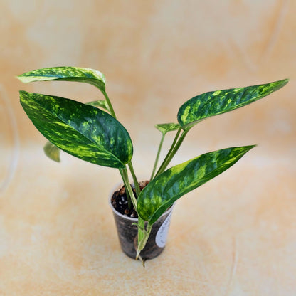 Rare Epipremnum Pinnatum Aurea Variegated - &