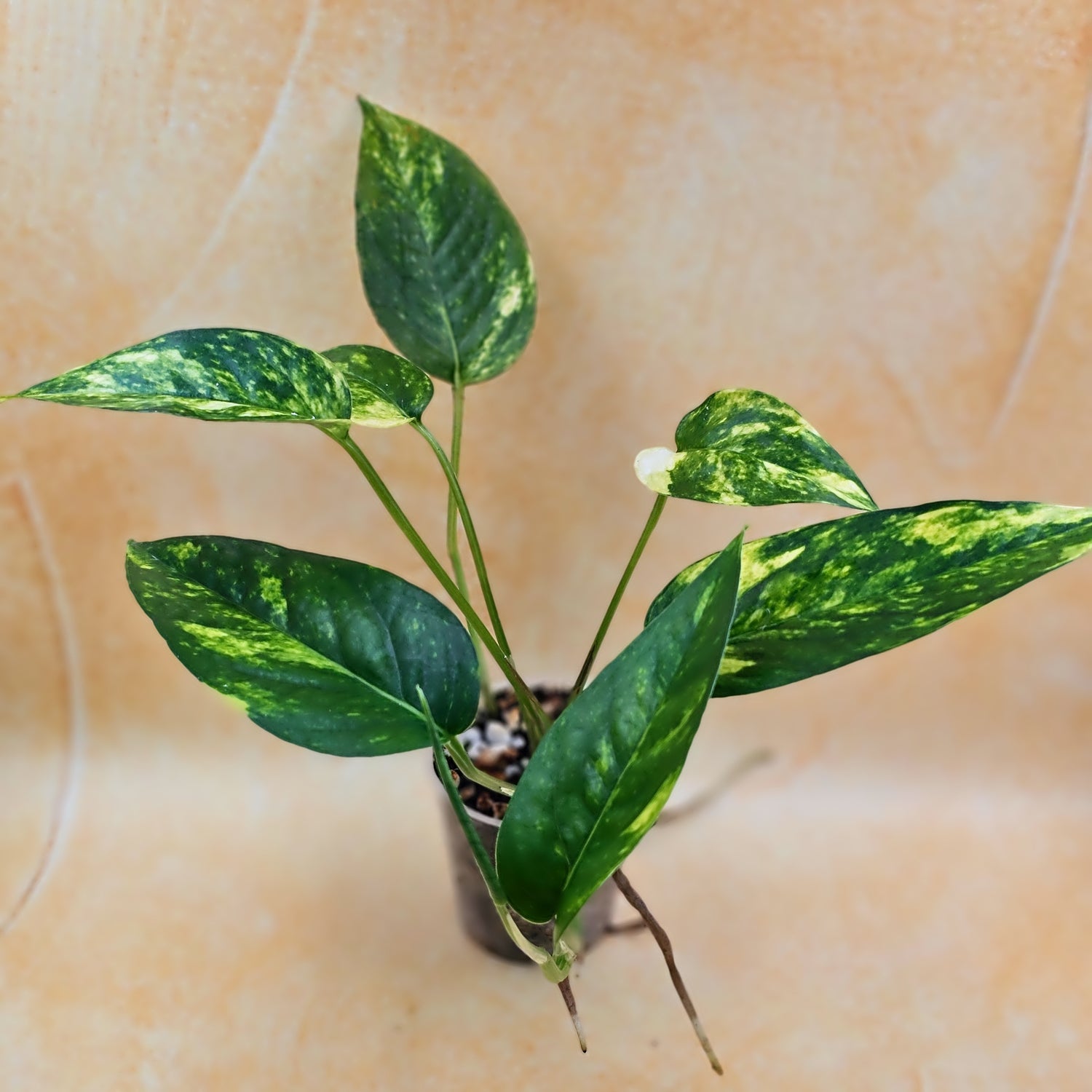 Rare Epipremnum Pinnatum Aurea Variegated - &