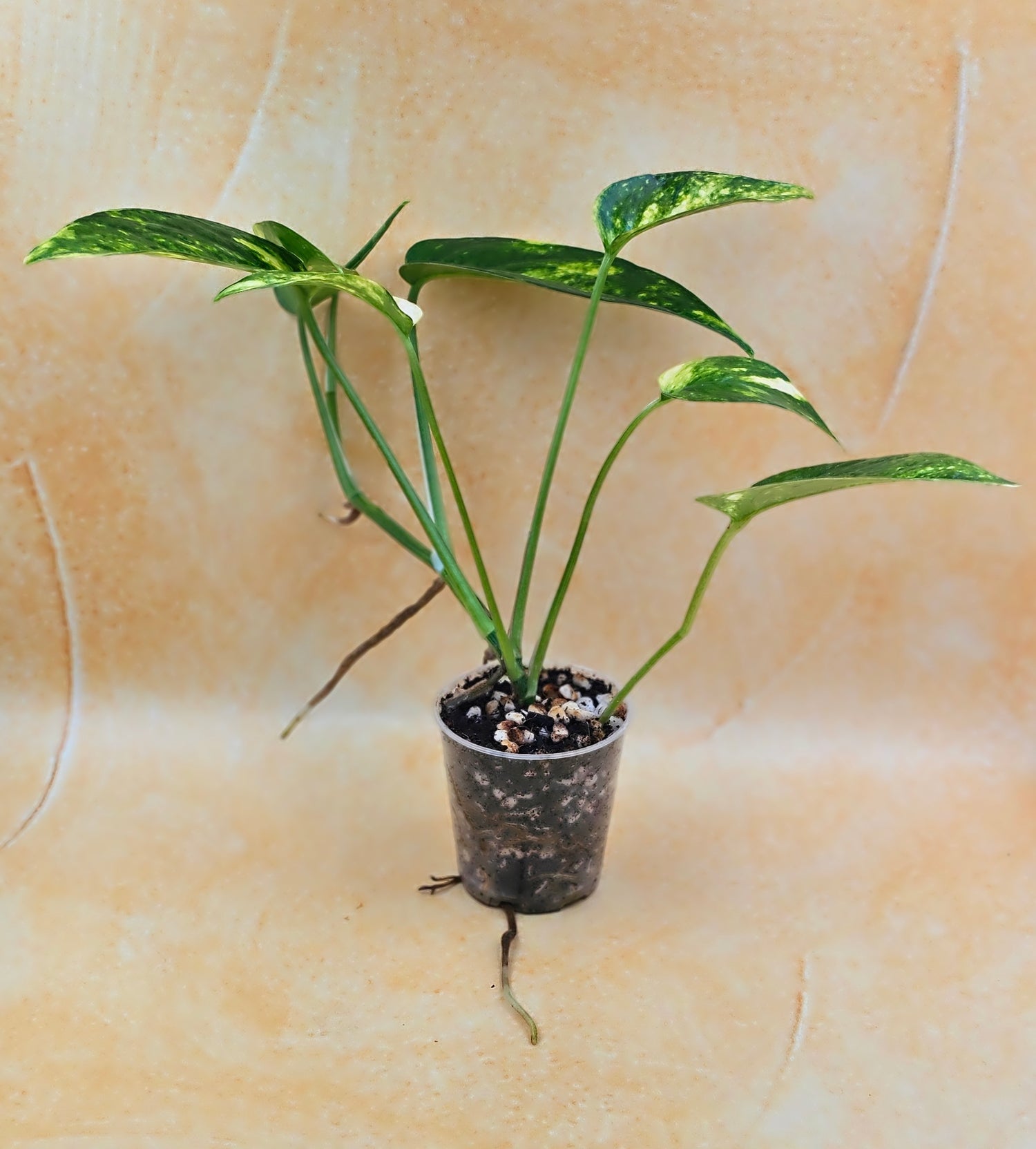 Rare Epipremnum Pinnatum Aurea Variegated - &