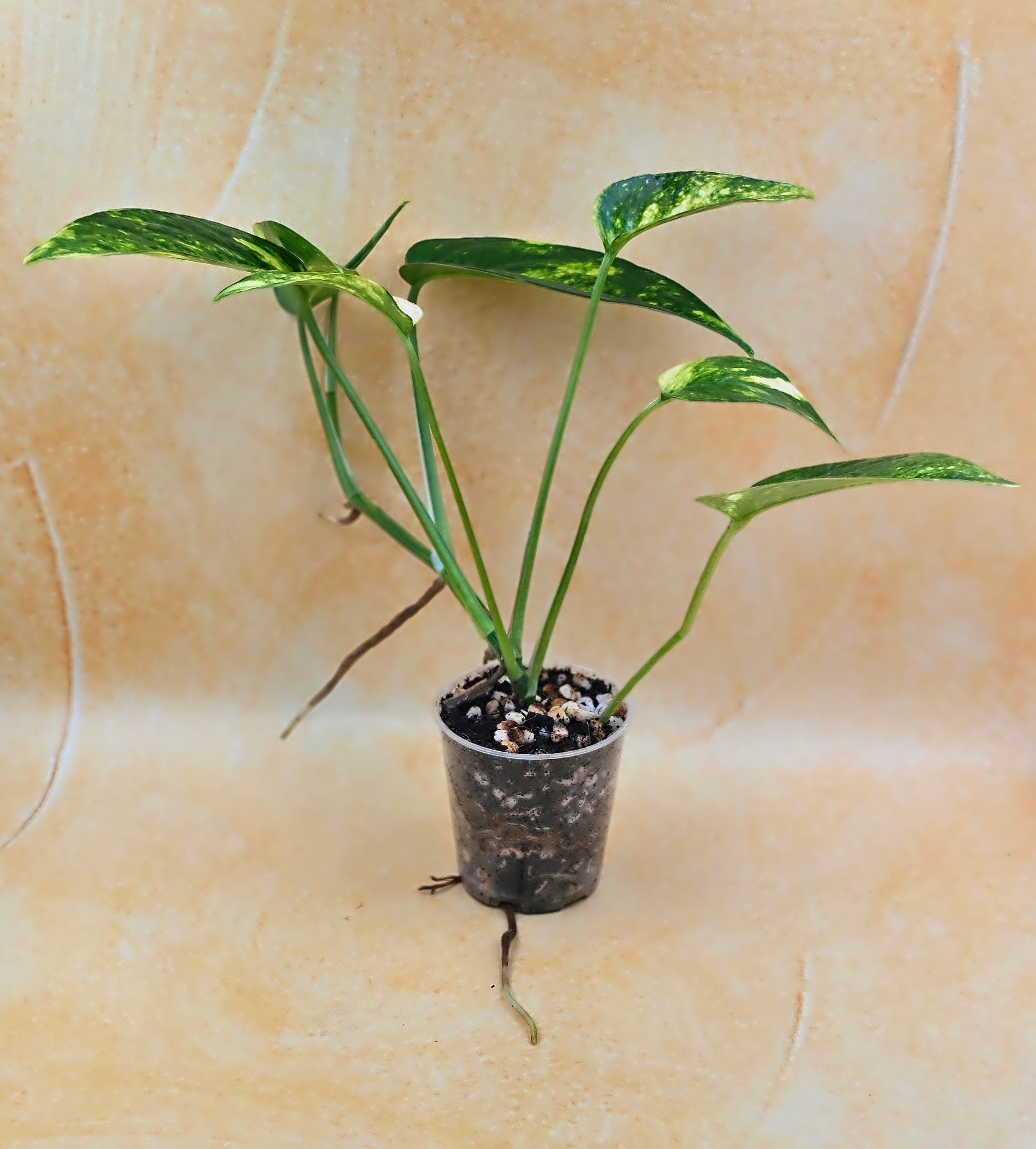 Rare Epipremnum Pinnatum Aurea Variegated - &