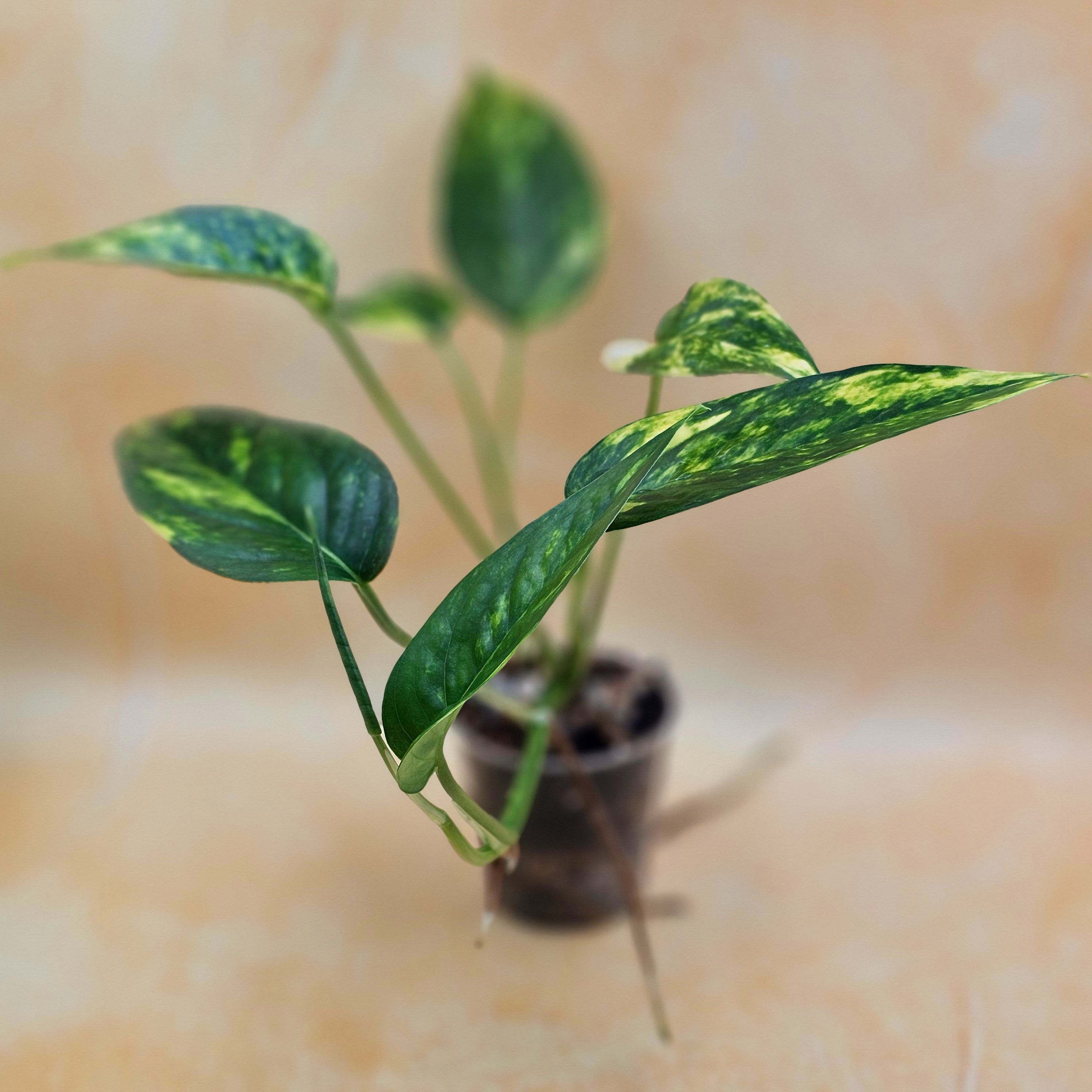 Rare Epipremnum Pinnatum Aurea Variegated - &
