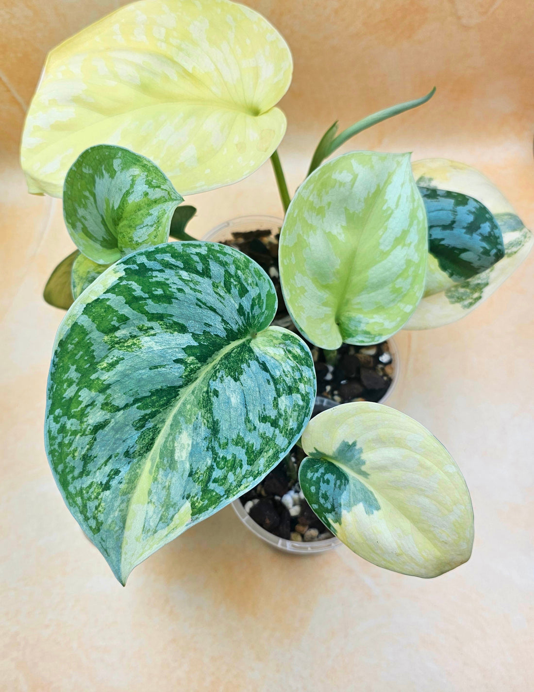 Very Rare Scindapsus Pictus Variegated Albo &