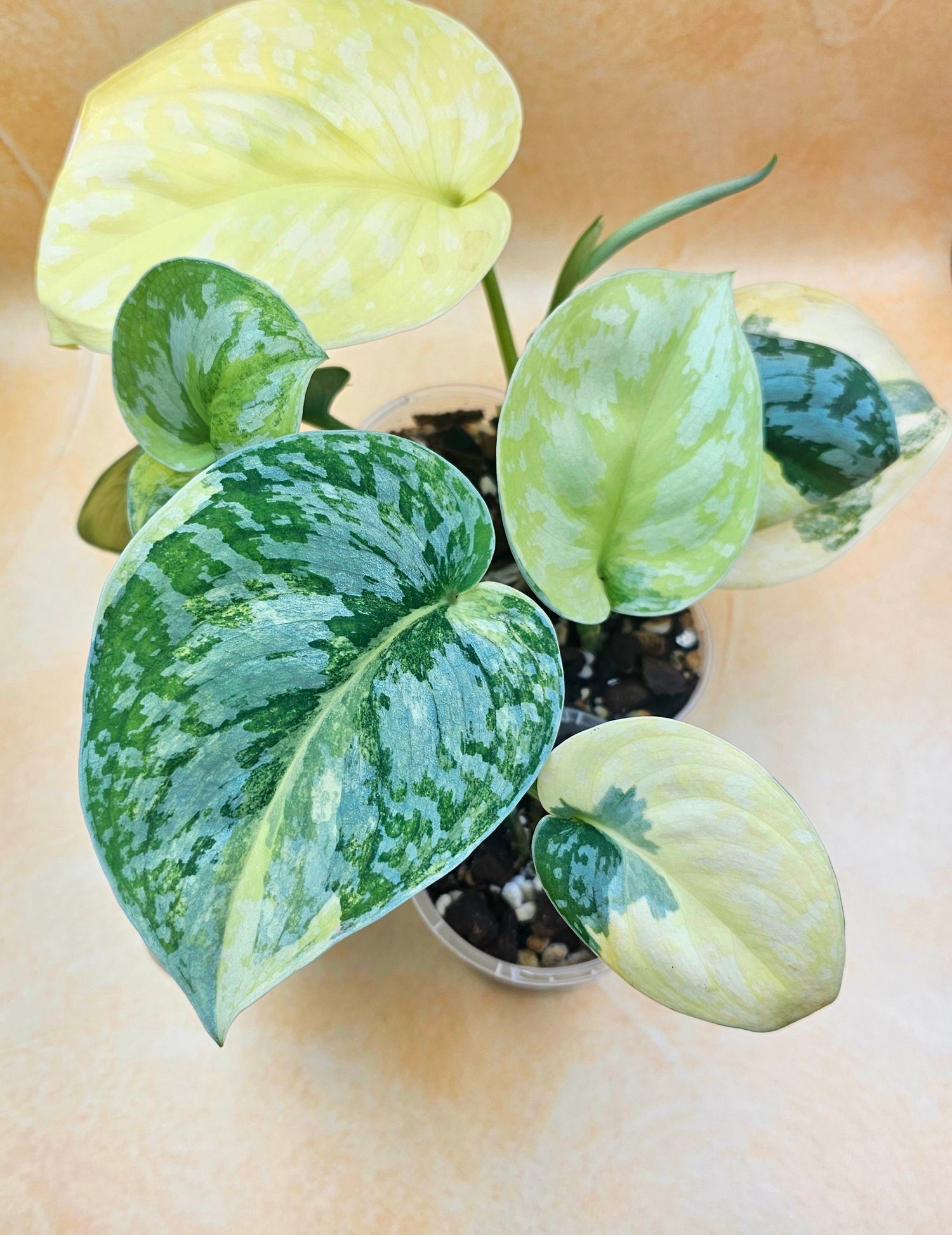 Very Rare Scindapsus Pictus Variegated Albo &