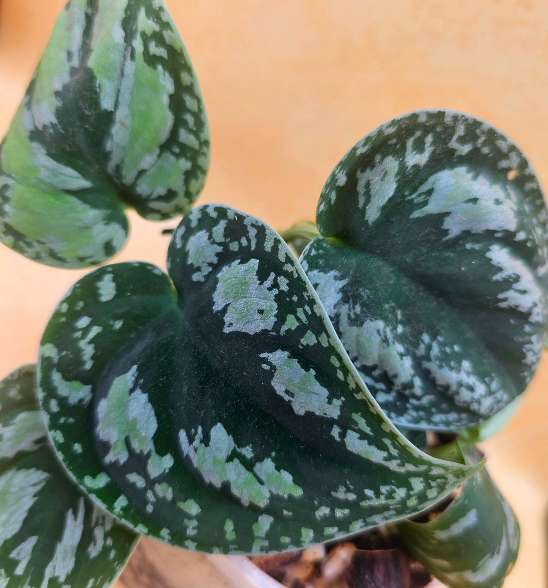 Rare Scindapsus &