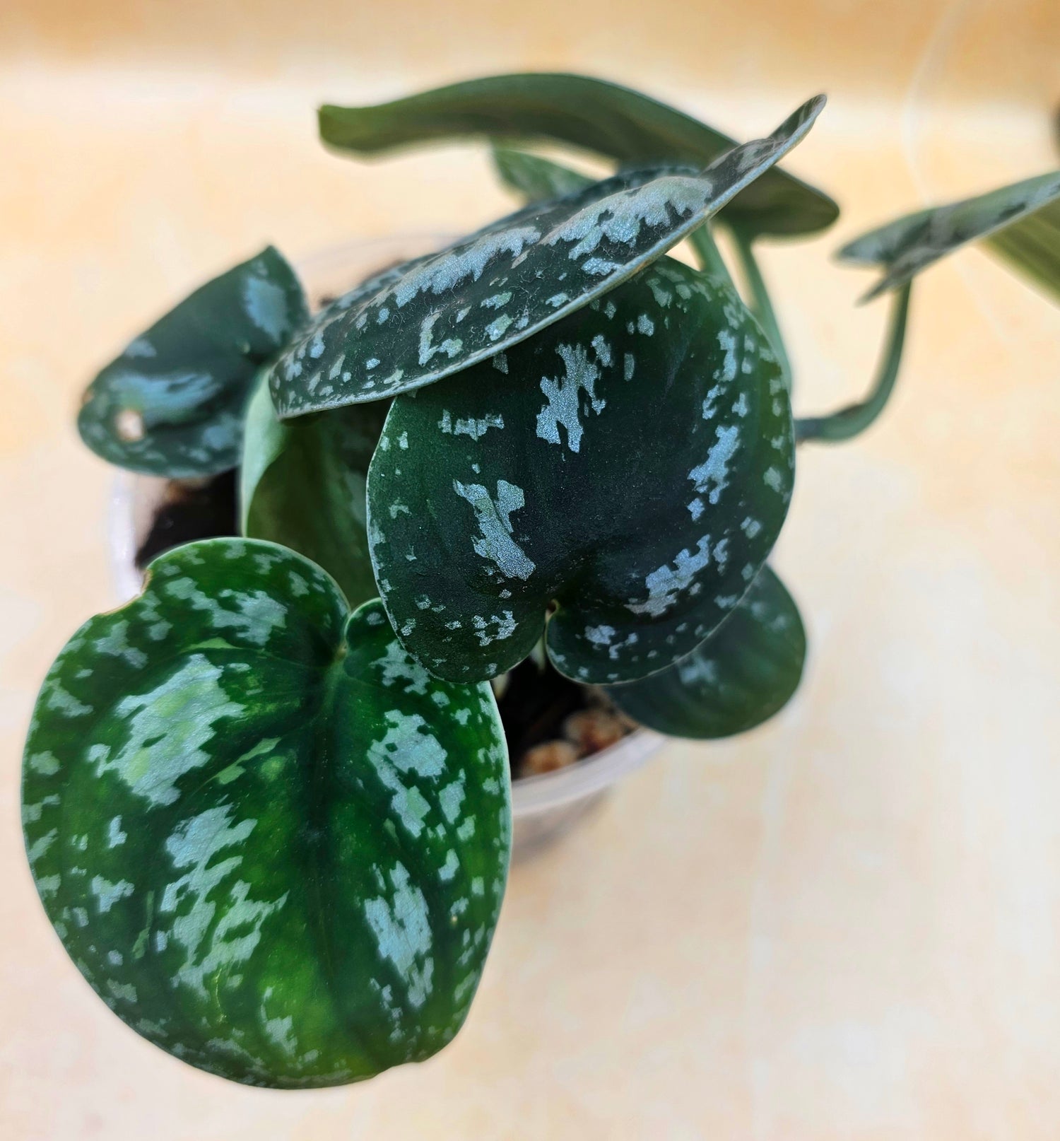 Rare Scindapsus &