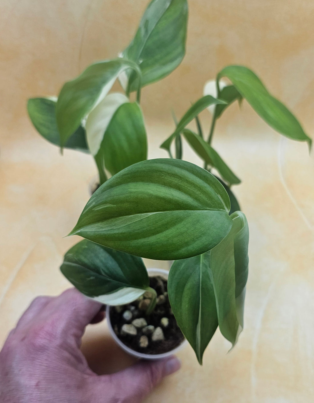 Very Rare Scindapsus Hederaceus &