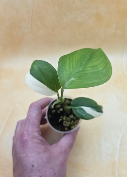 Very Rare Scindapsus Hederaceus &
