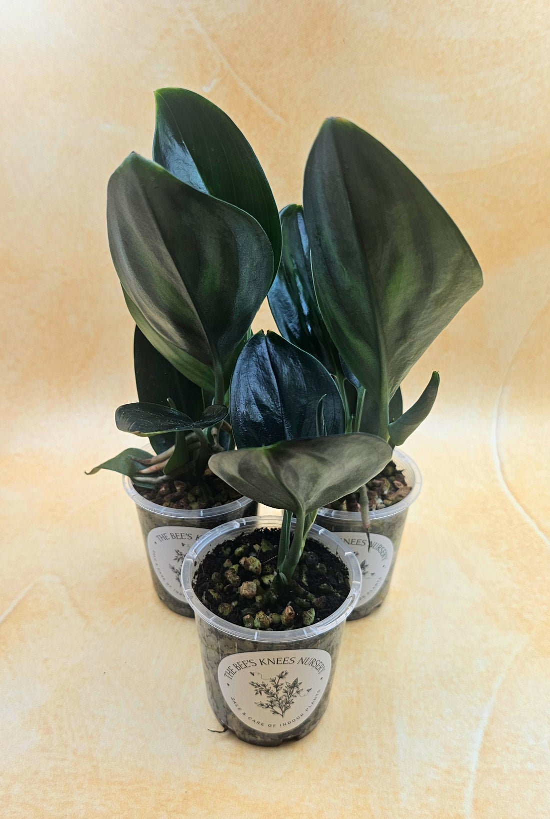 Rare Scindapsus Treubii &