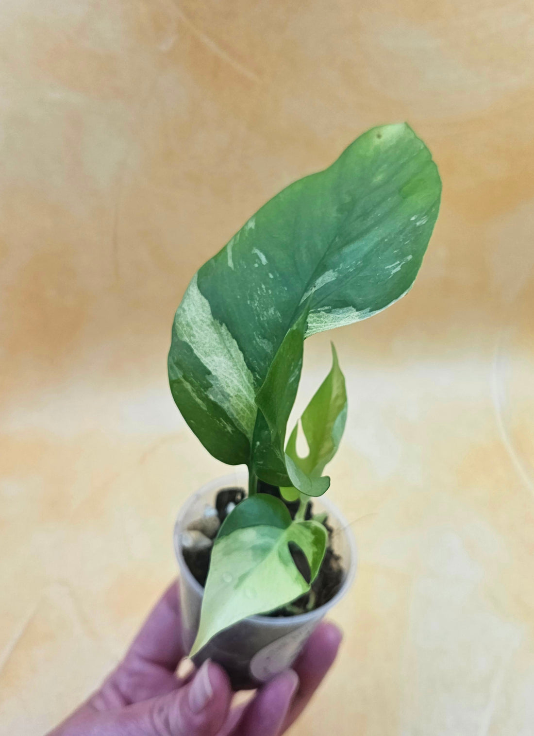 Rare Rhaphidophora Tetrasperma &