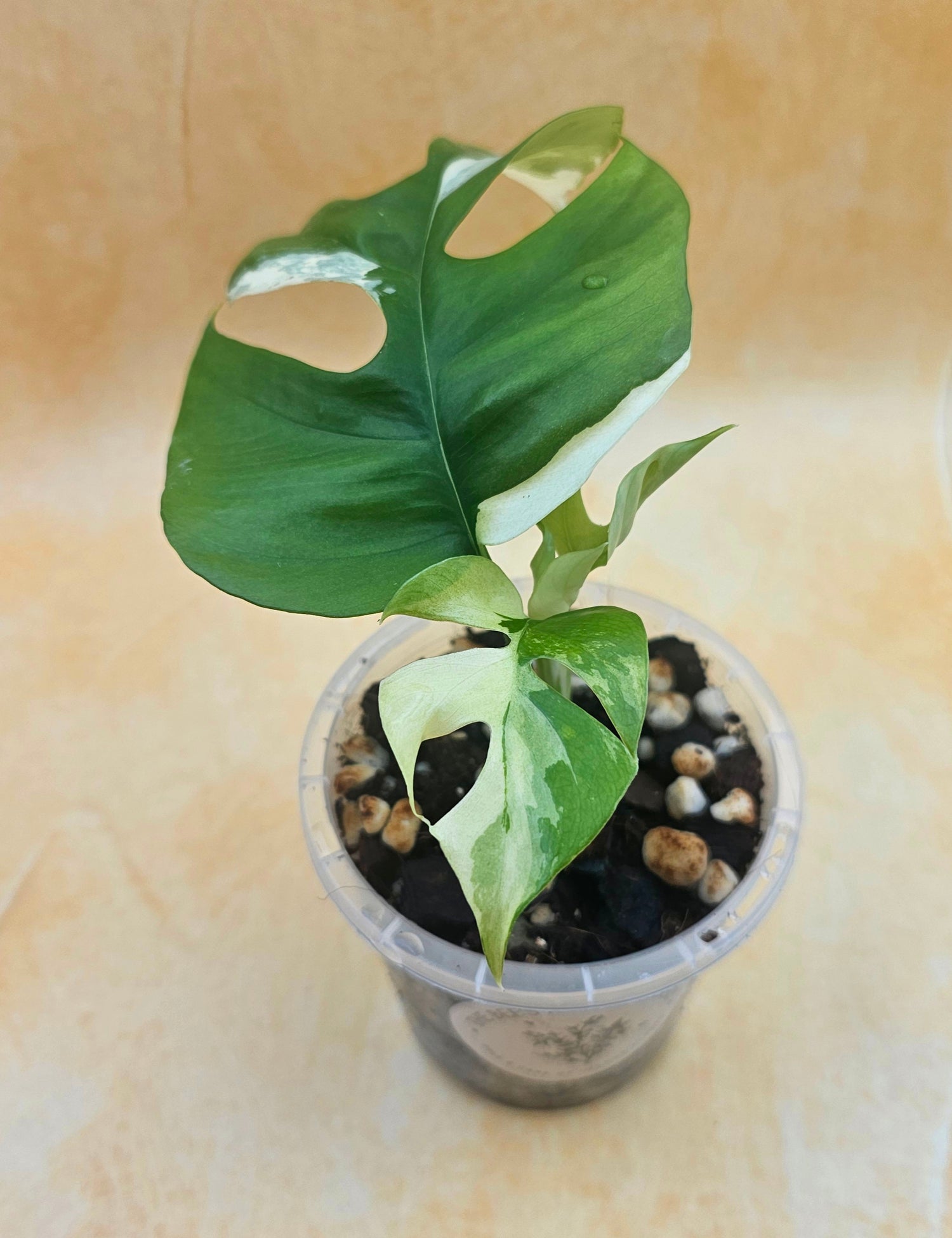 Rare Rhaphidophora Tetrasperma &
