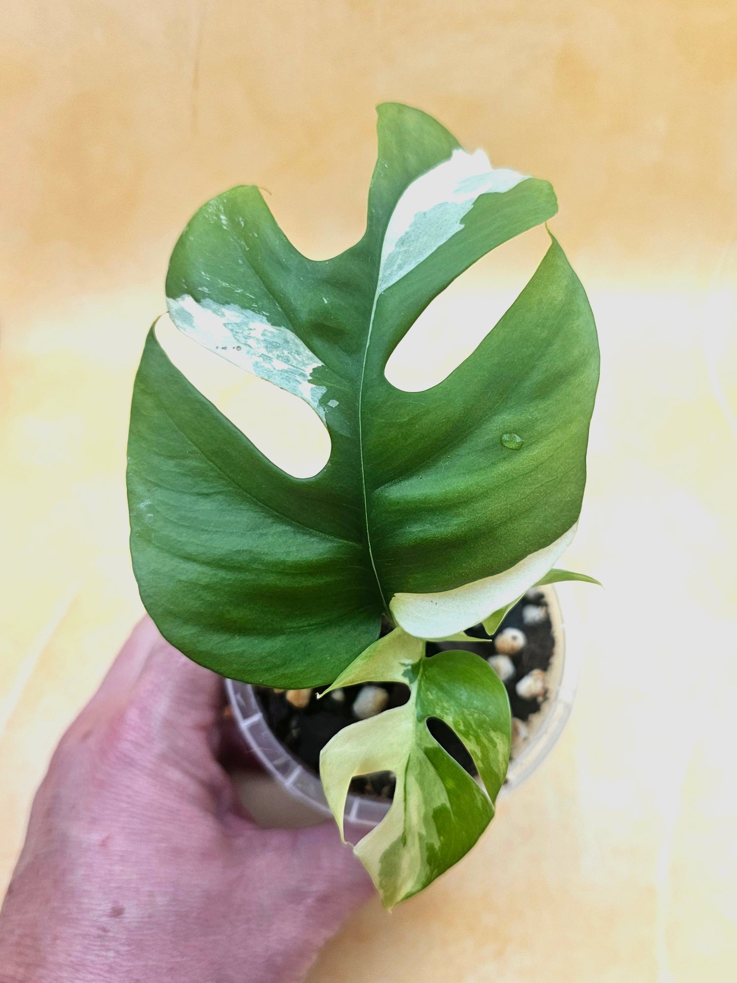 Rare Rhaphidophora Tetrasperma &