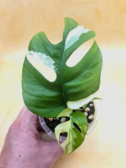 Rare Rhaphidophora Tetrasperma &