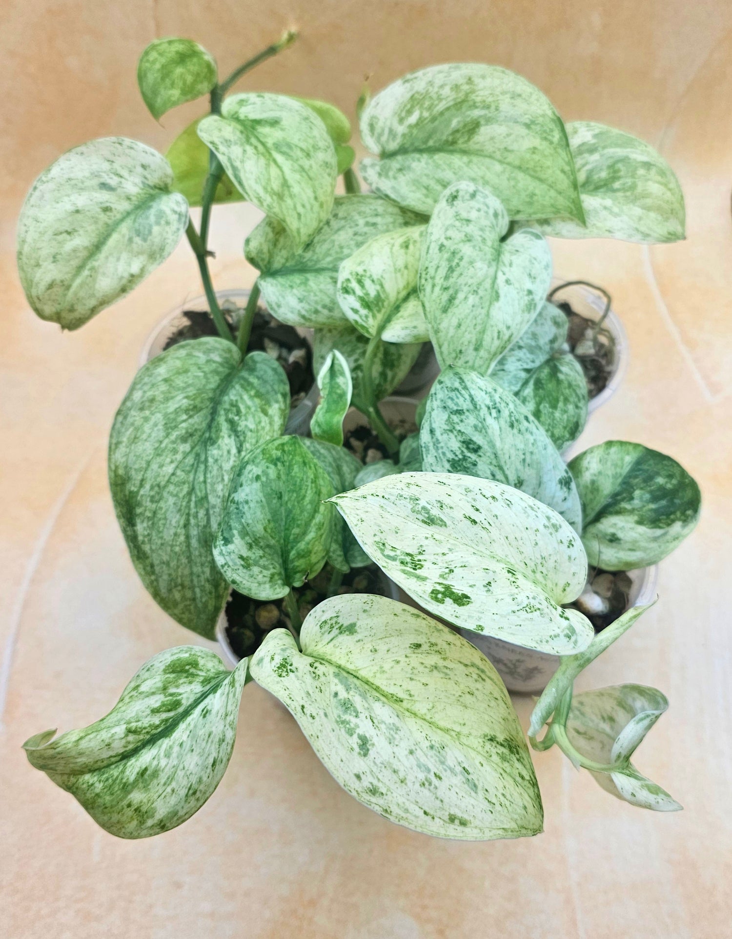 Rare Scindapsus &