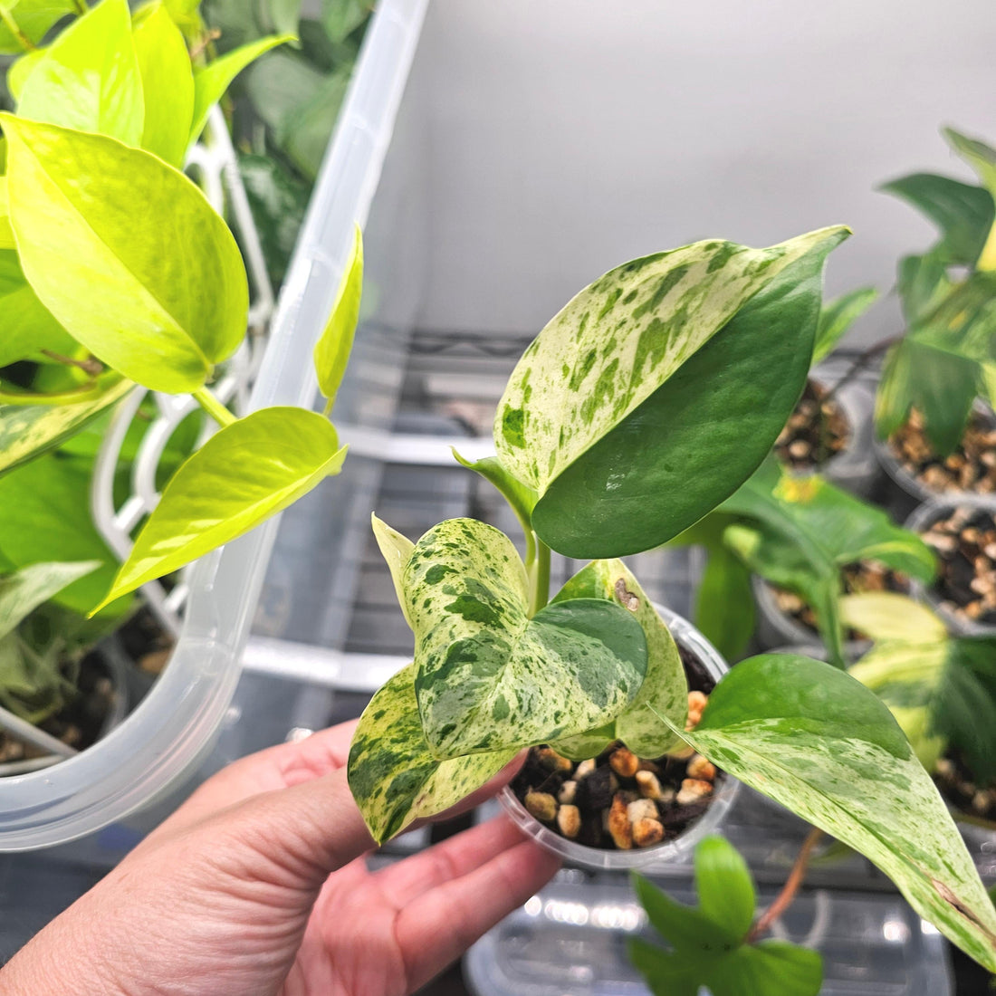 Epipremnum Aureum Pothos &