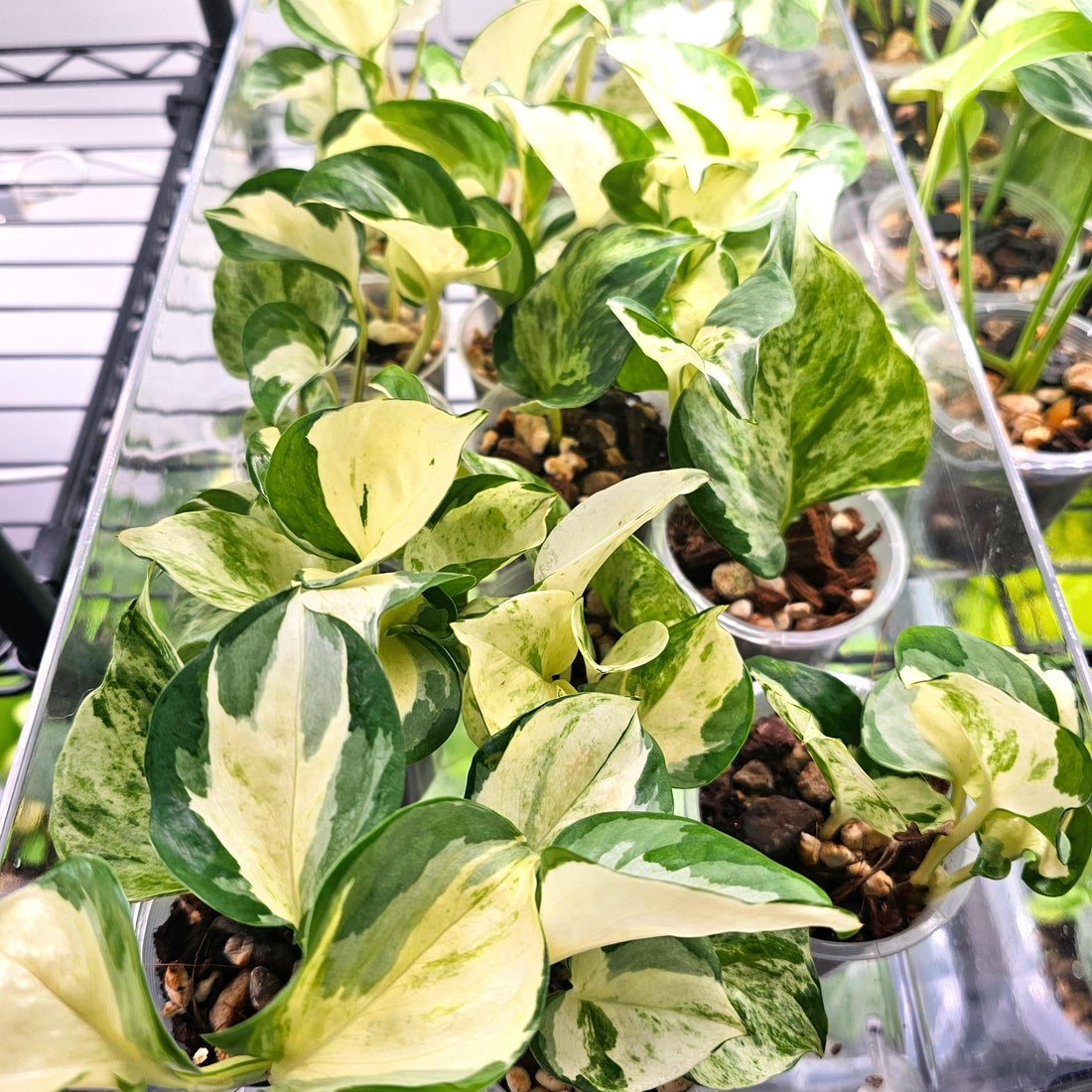 Epipremnum Aureum Pothos &