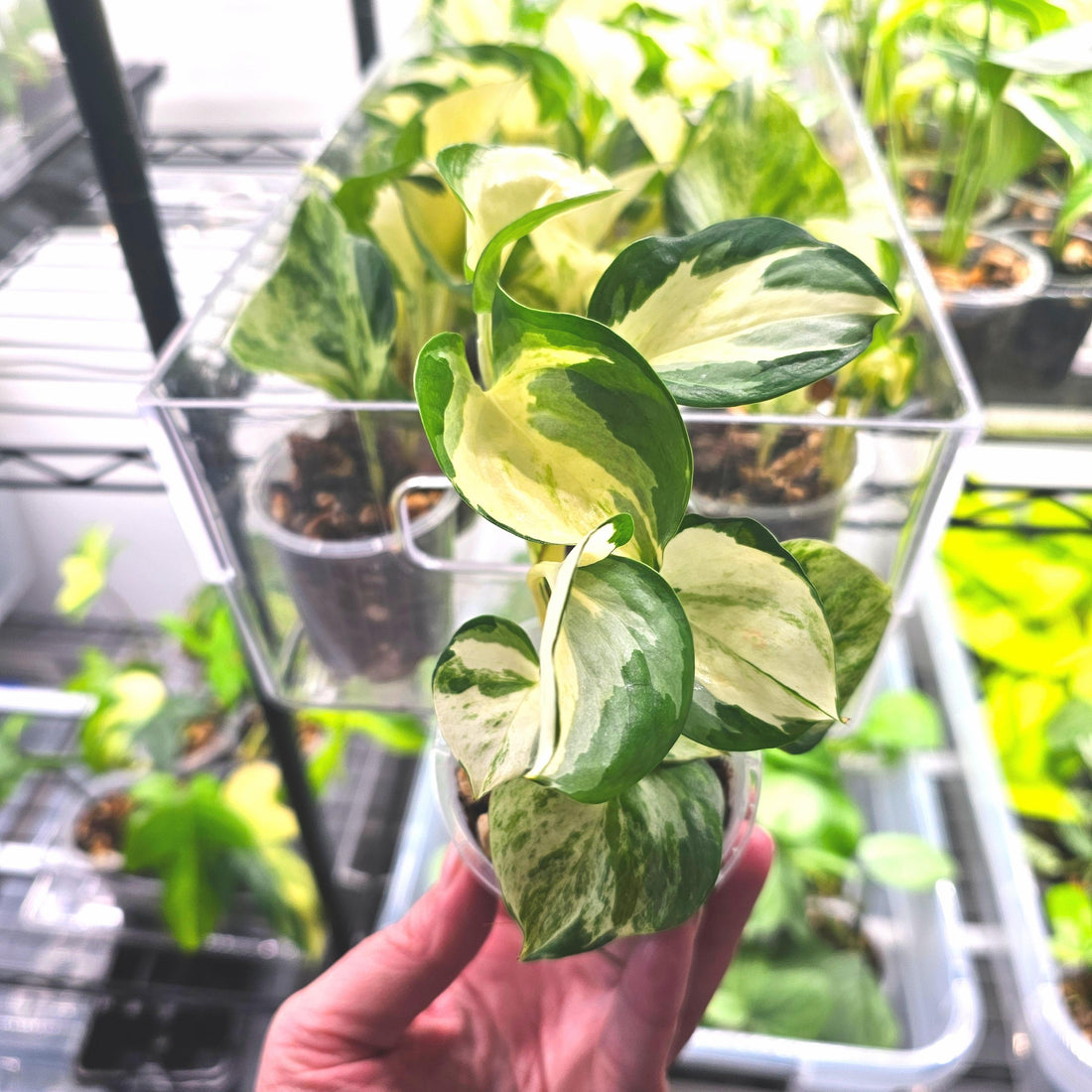 Epipremnum Aureum Pothos &