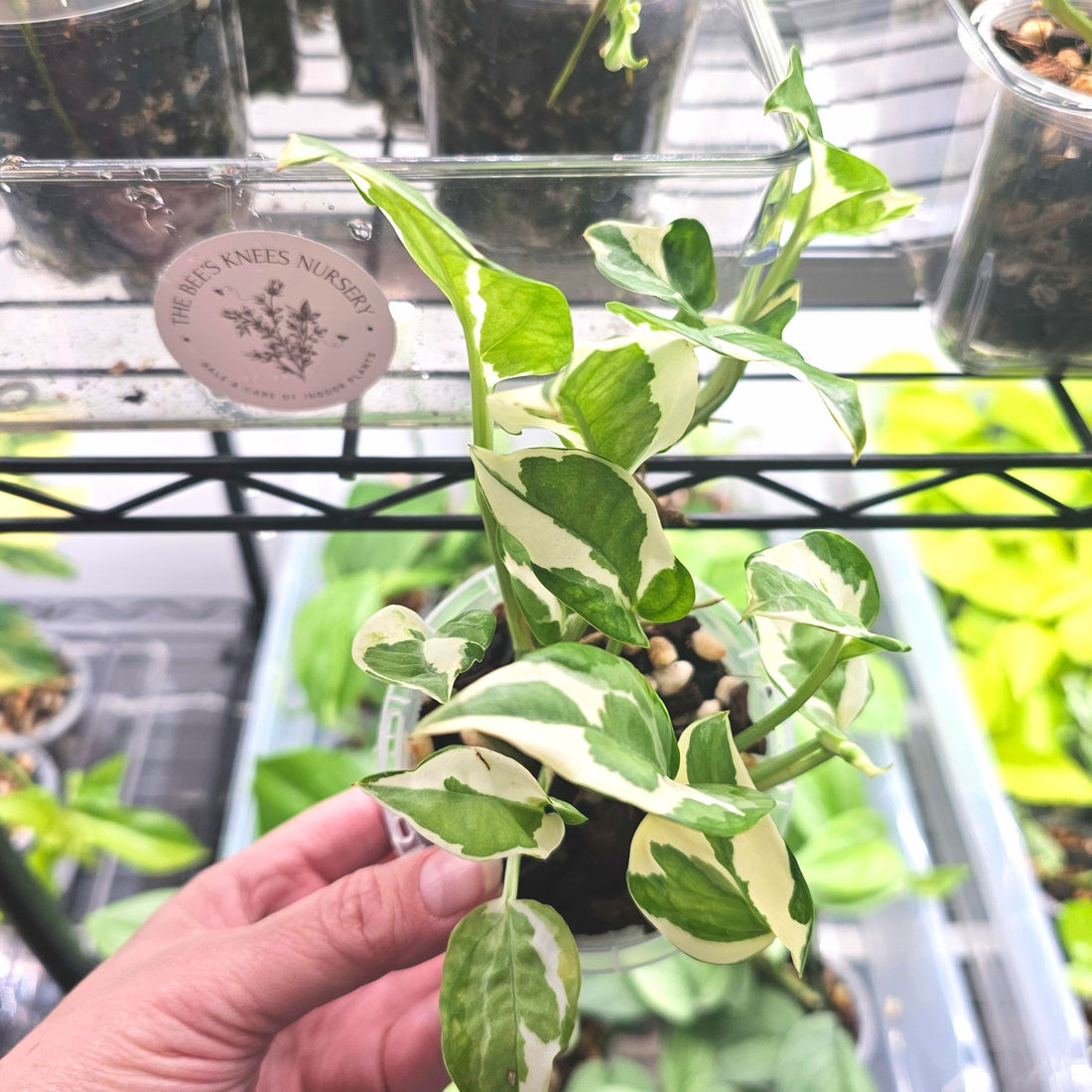 Epipremnum Aureum Pothos &