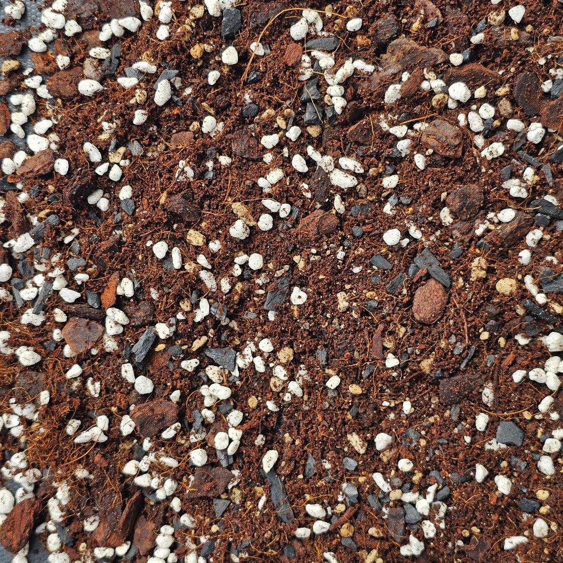 Anthurium Mix