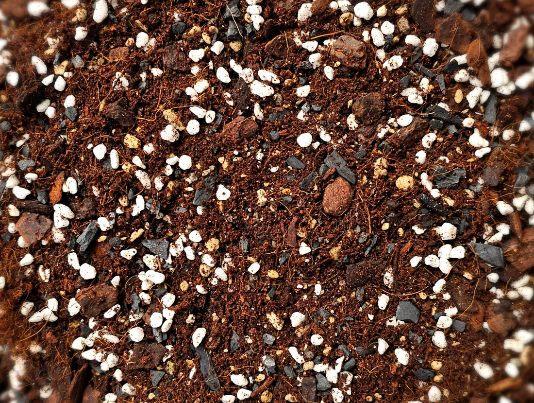 Soil mix for calatheas and marantas