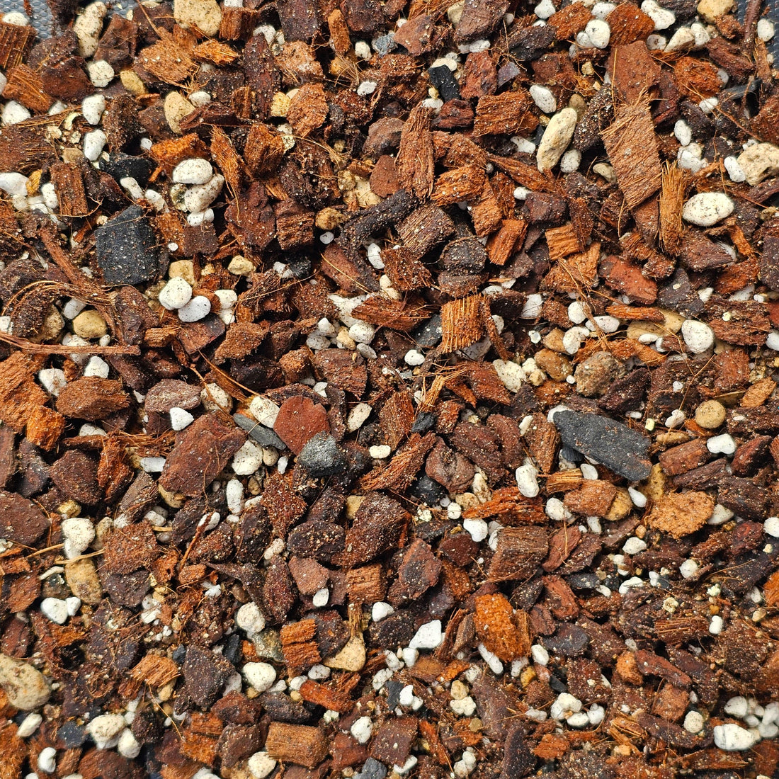 Chunky Aroid Mix