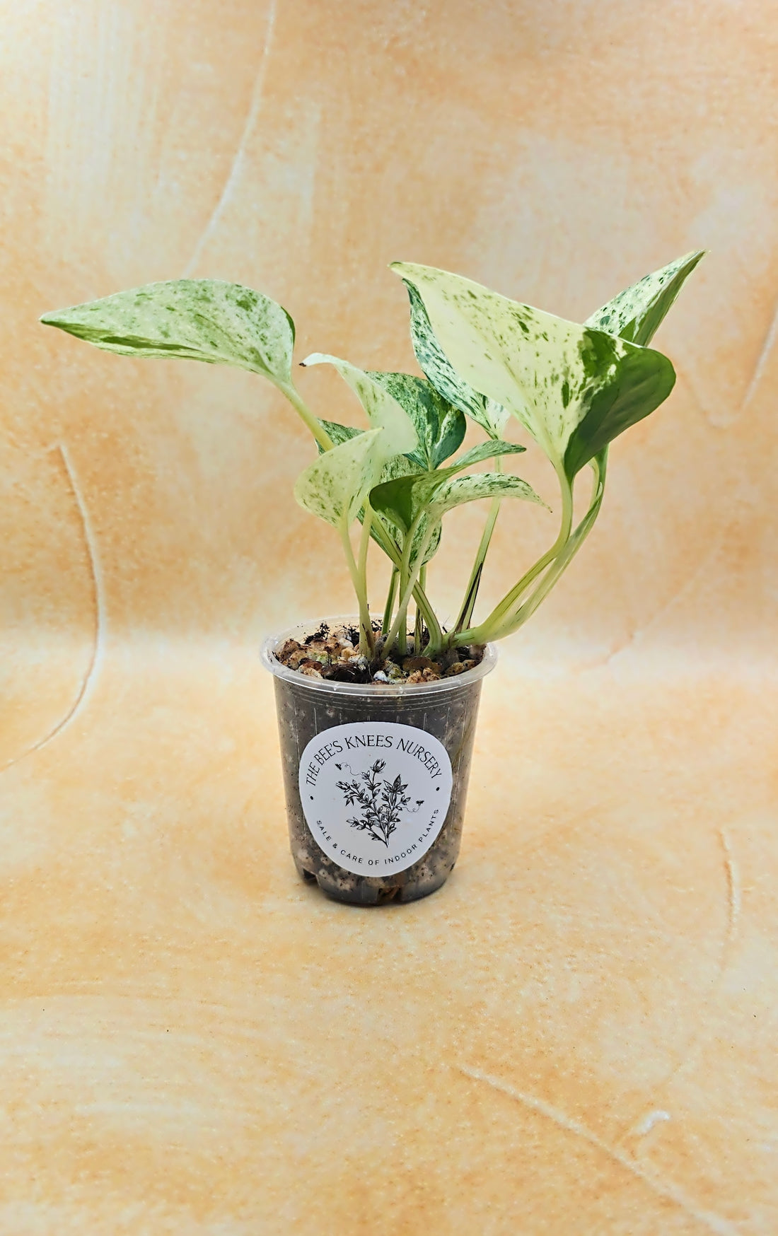 Epipremnum Aureum Pothos &