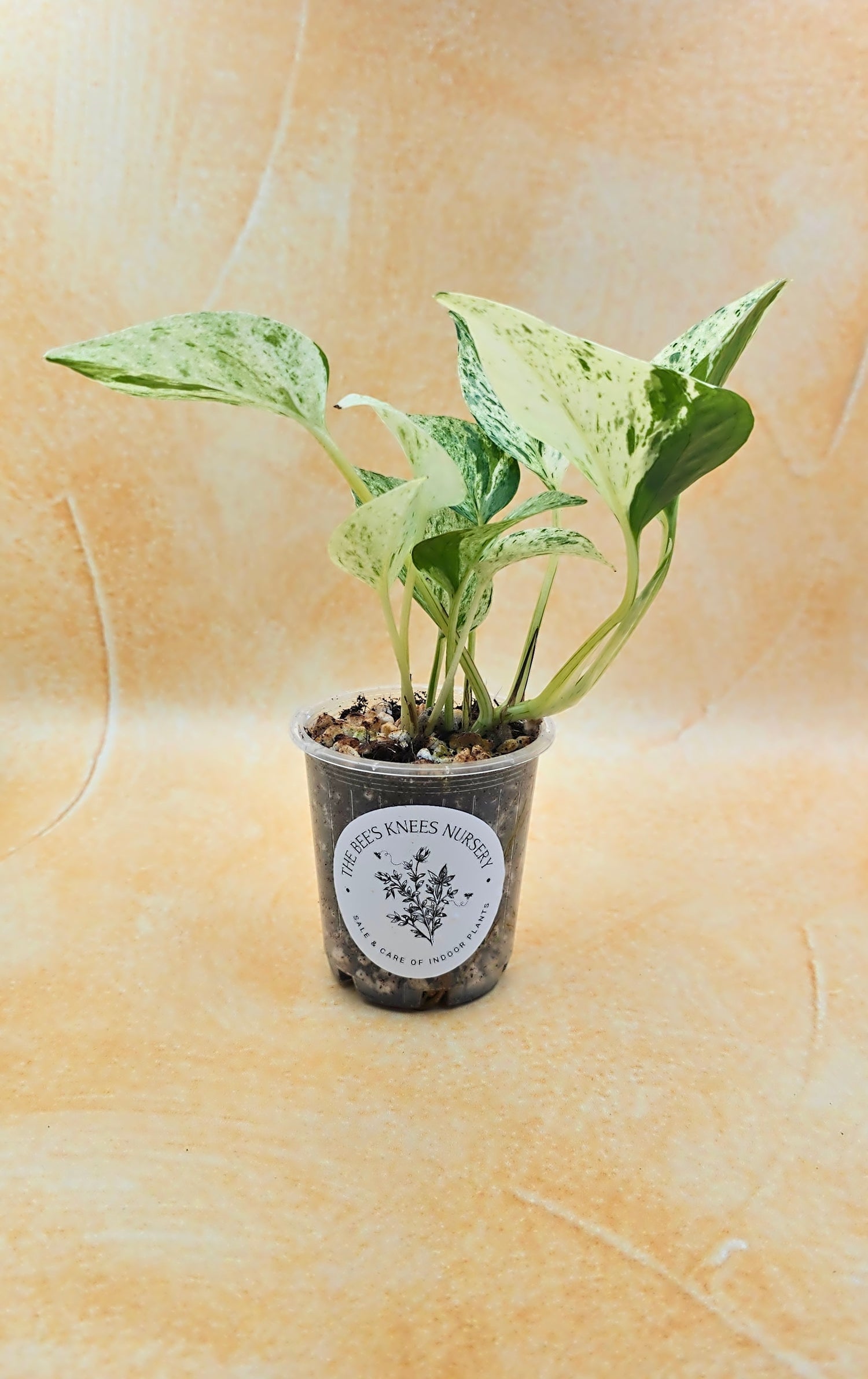 Epipremnum Aureum Pothos &