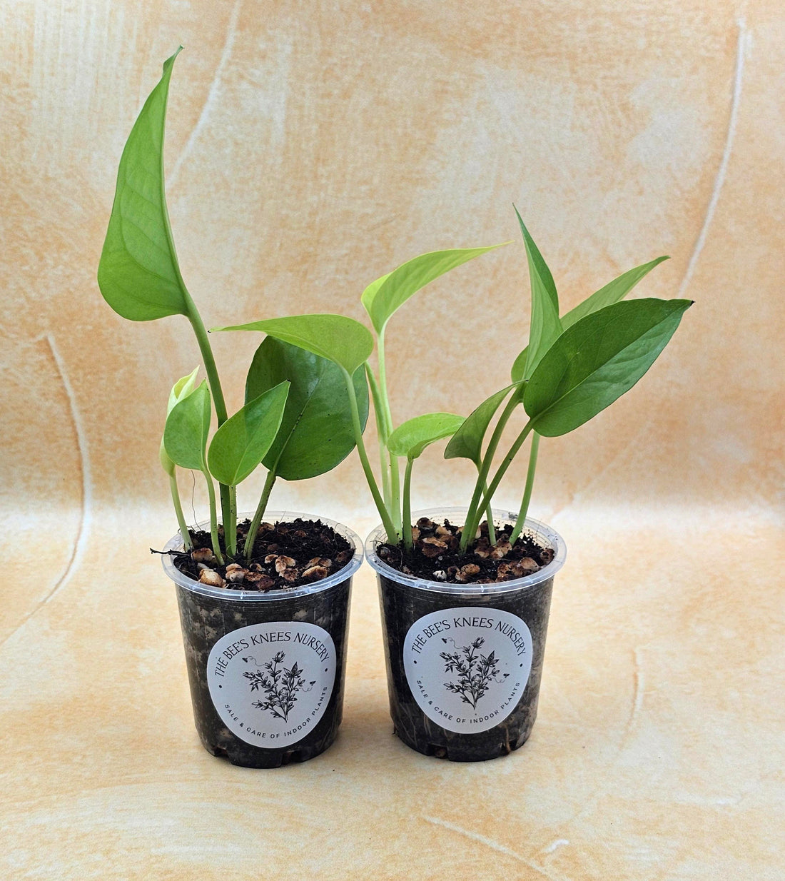 Epipremnum Aureum Pothos &