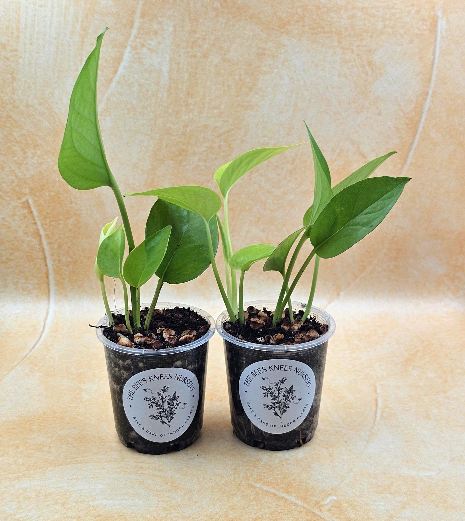 Epipremnum Aureum Pothos &