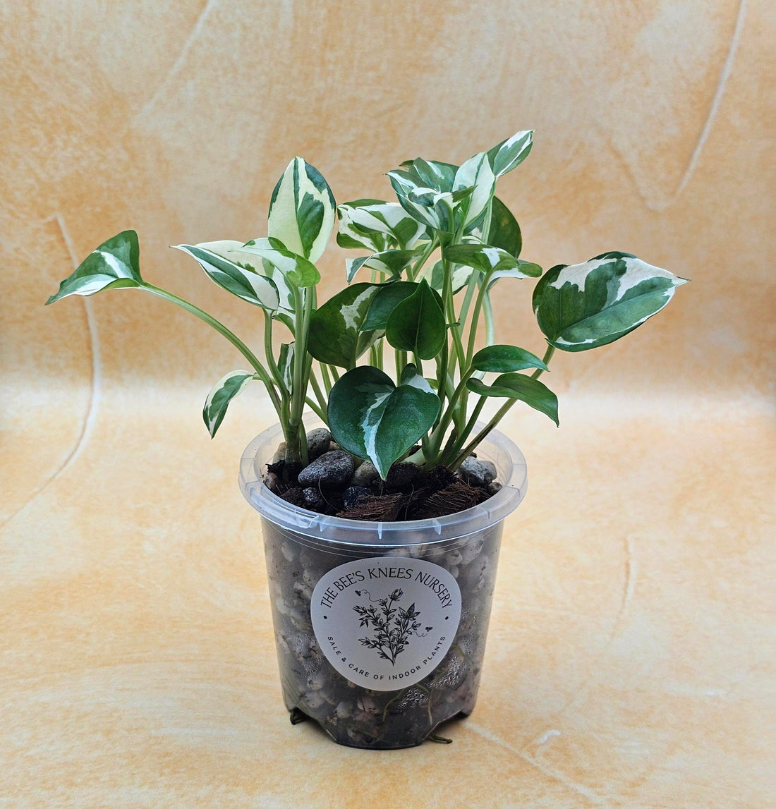 Epipremnum Aureum Pothos &