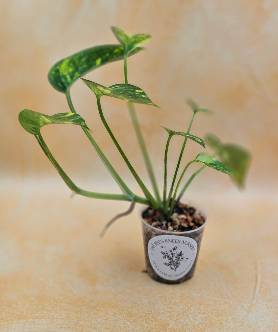 Rare Epipremnum Pinnatum Aurea Variegated - &