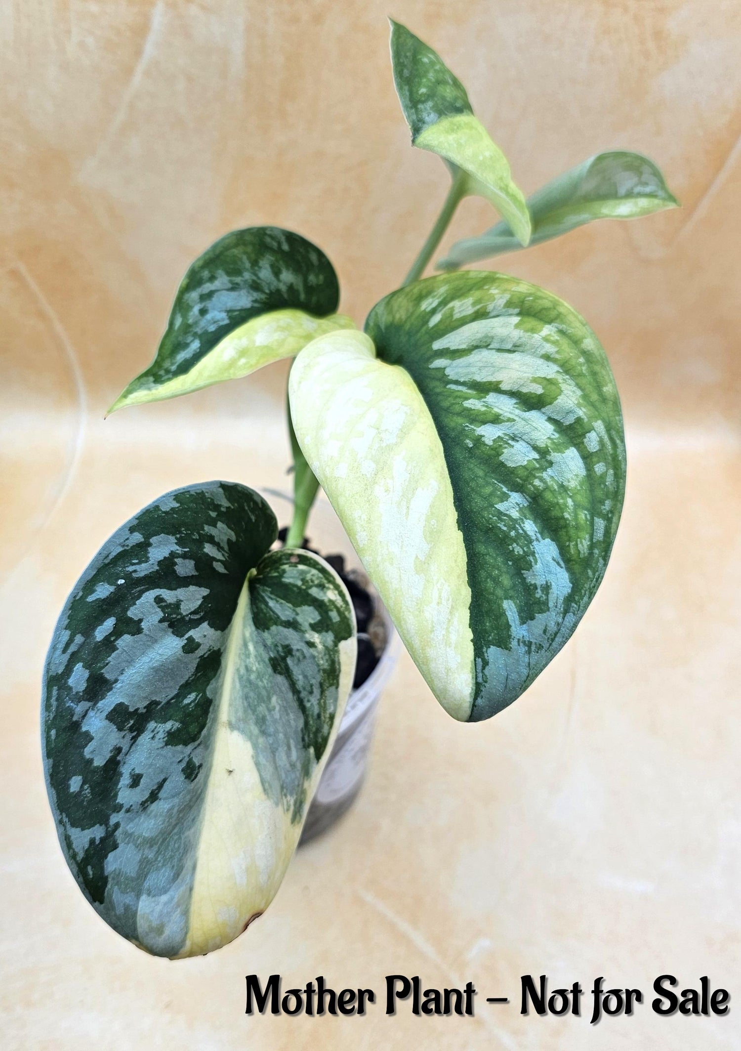Very Rare Scindapsus Pictus Variegated Albo &