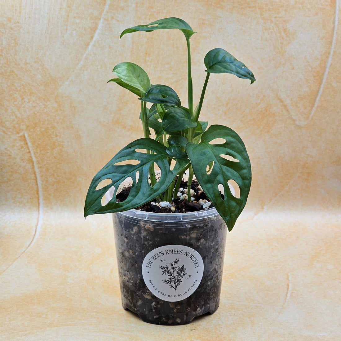 Monstera Adansonii &
