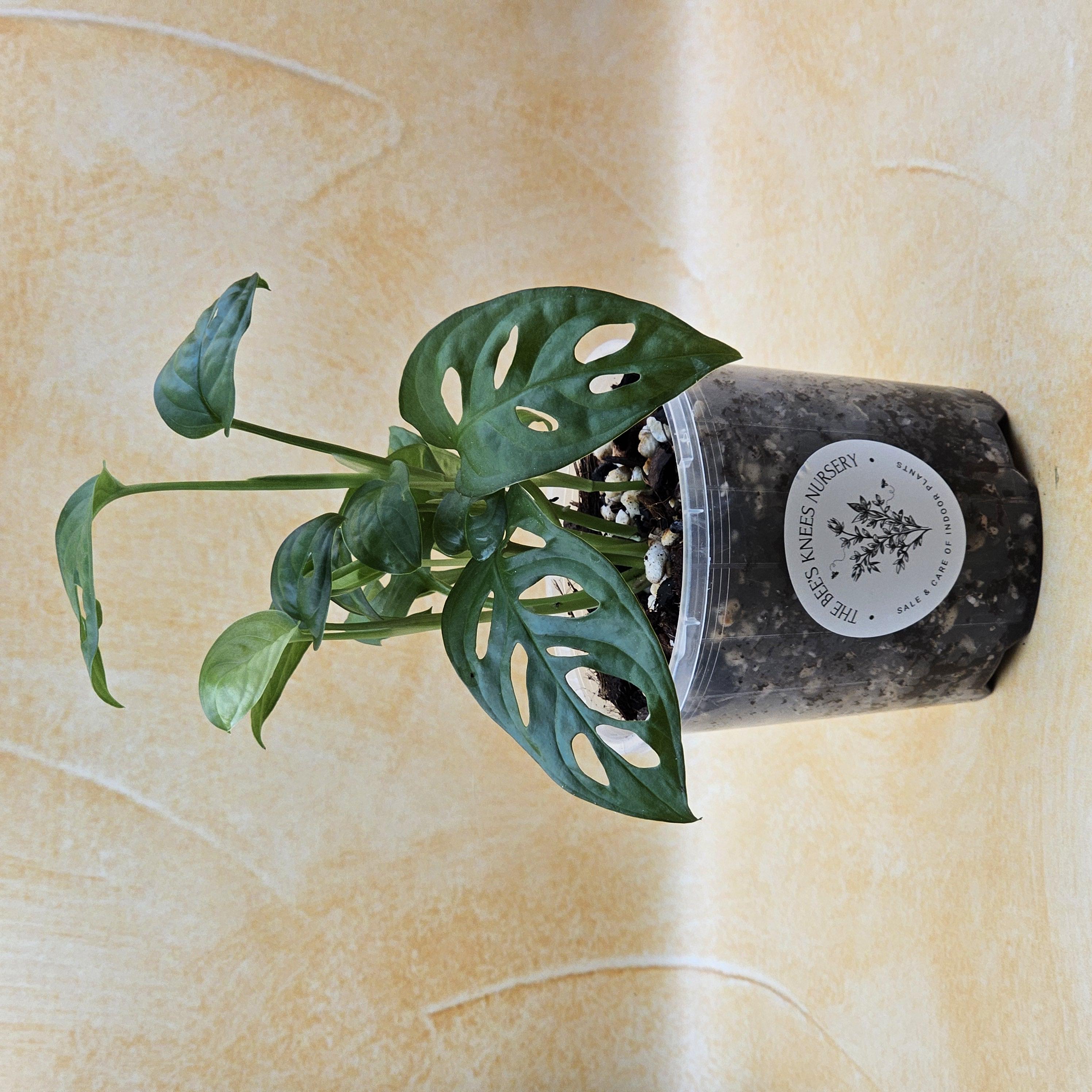 Monstera Adansonii &