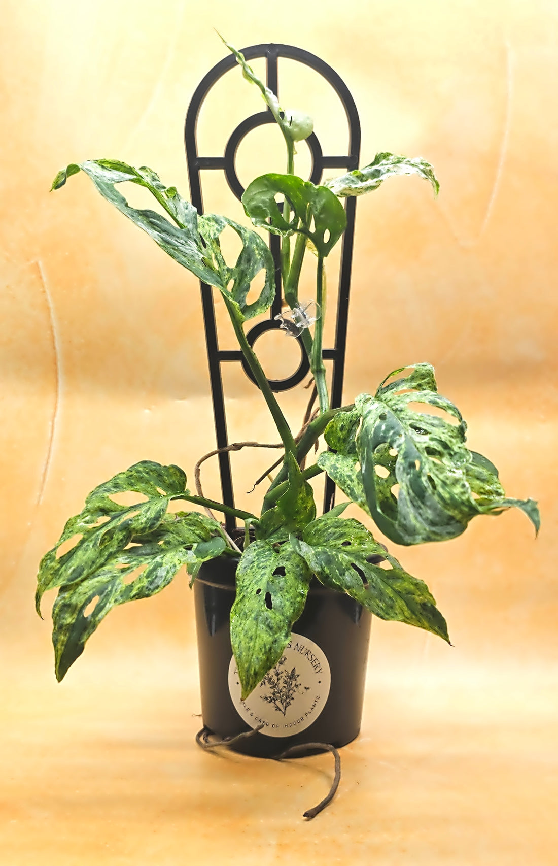Monstera Adansonii &