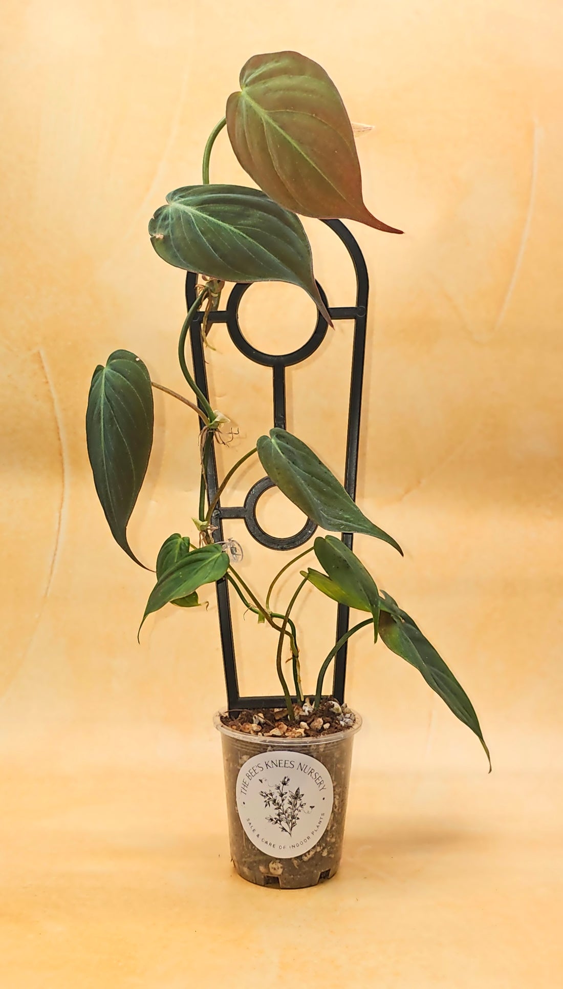 Philodendron &