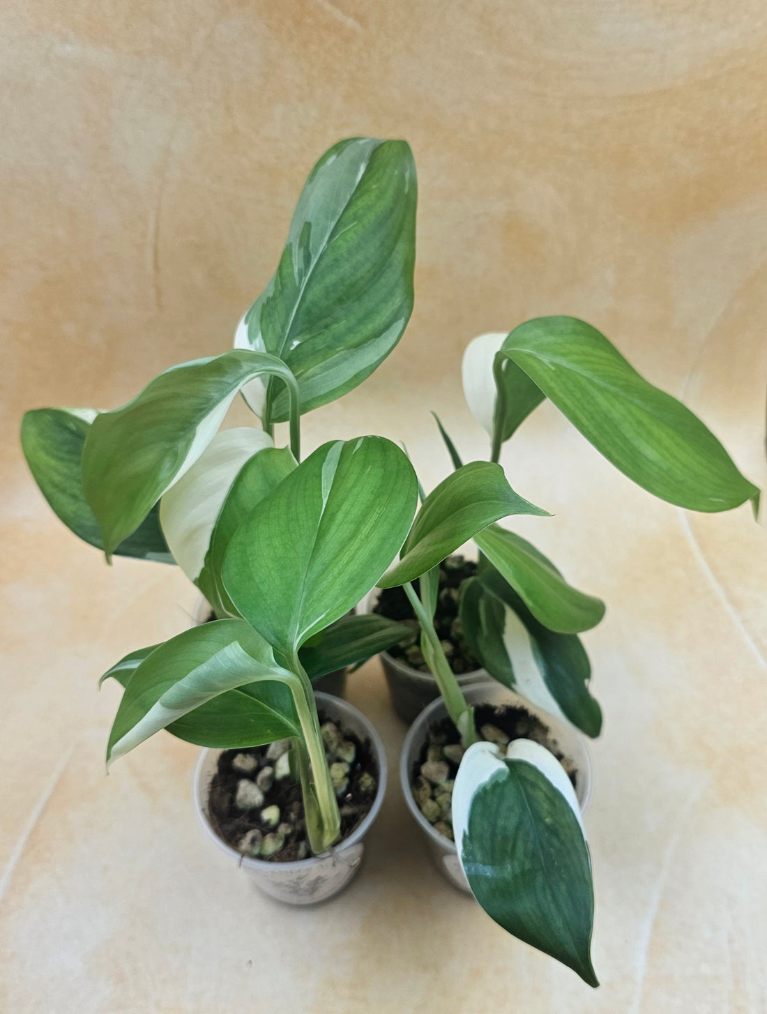 Very Rare Scindapsus Hederaceus &