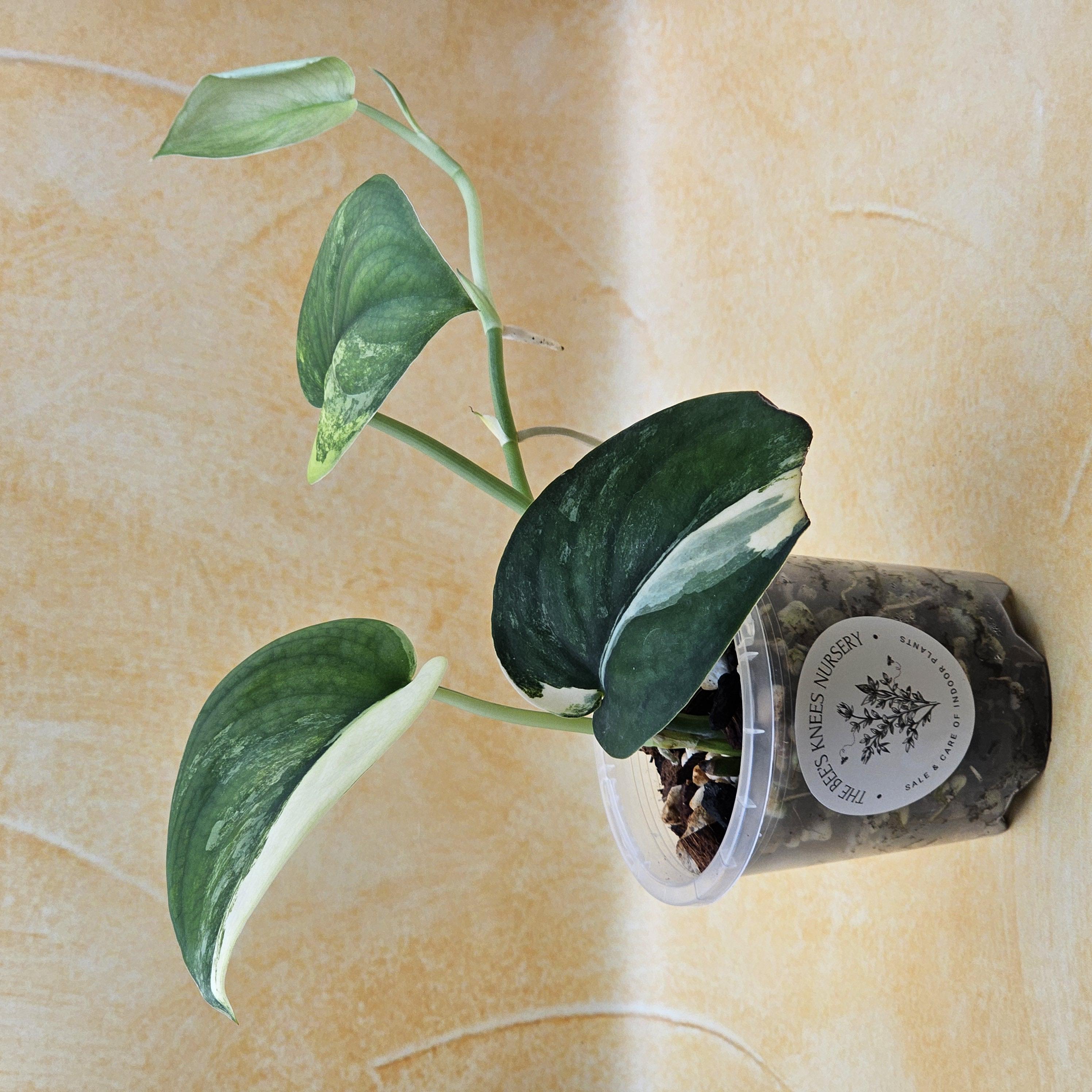 Rare Scindapsus &