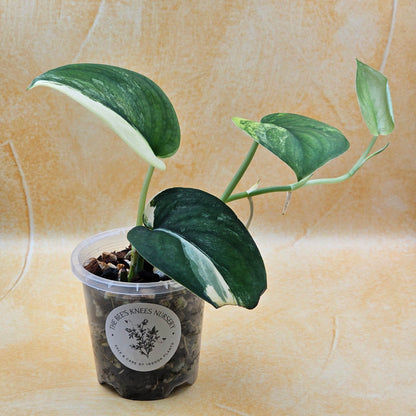 Rare Scindapsus &