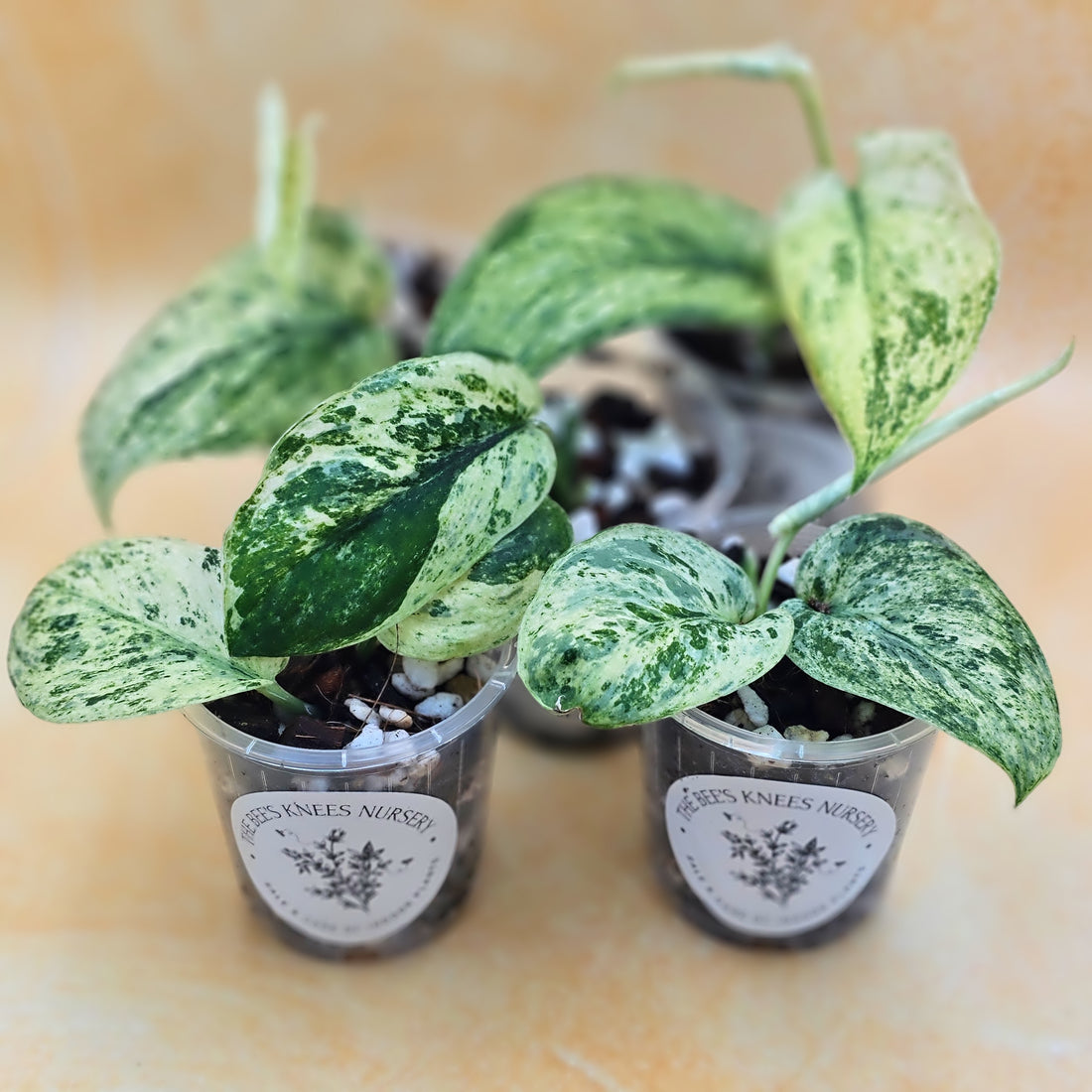 Rare Scindapsus &
