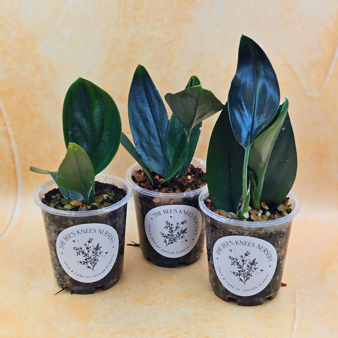 Rare Scindapsus Treubii &