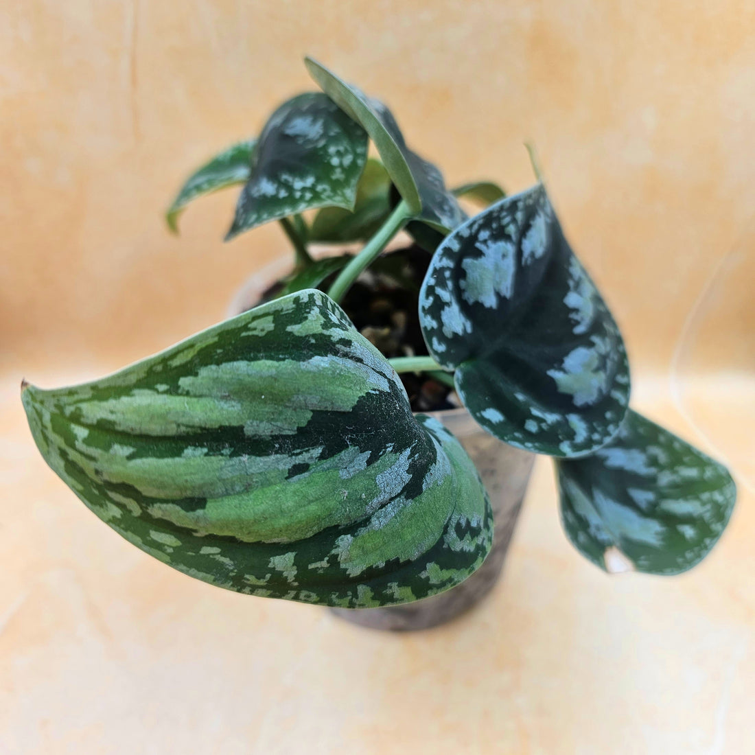 Rare Scindapsus &