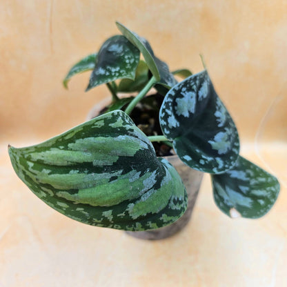 Rare Scindapsus &